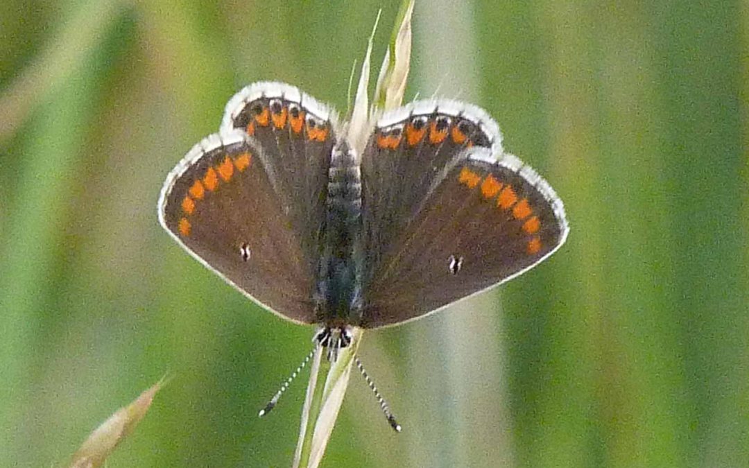 8 brown argus (white spot version) KQ 8thaug15 edit