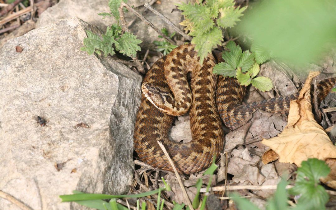 Adder 27