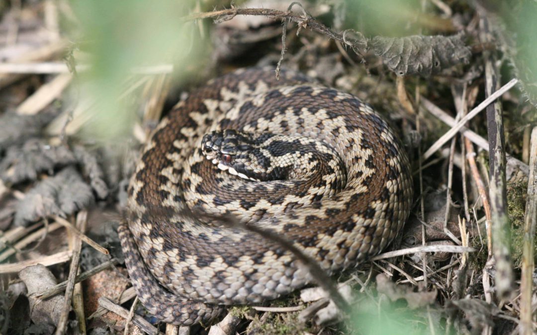 Adder 30