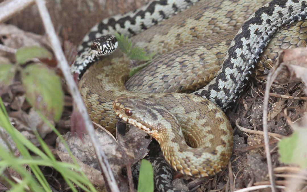 Adder 69