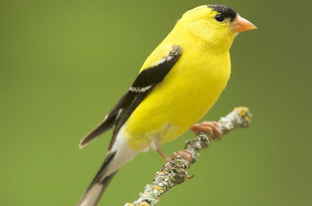 American_Goldfinch_b13-40-018_l_0