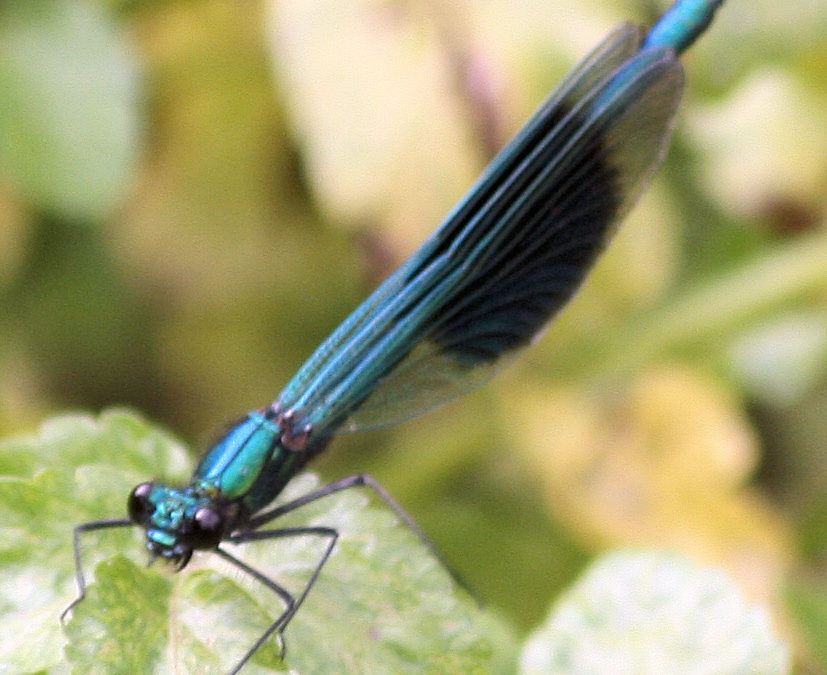Banded Demoiselle 3