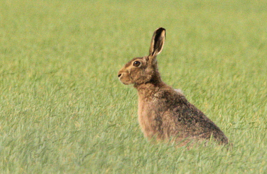 Brown Hare (9)