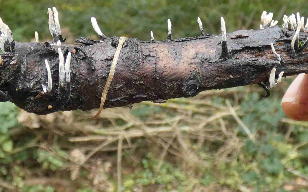 Candlesnuff fungus. Ian