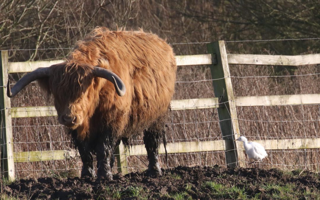 Cattle Egret (11)
