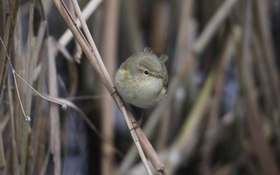 Chiffchaff-7-(2)