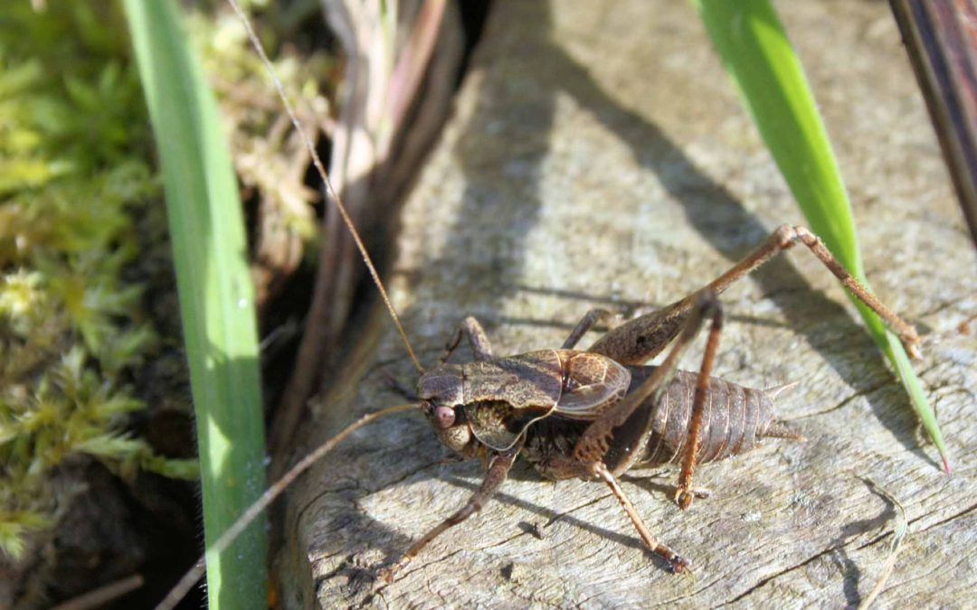 Dark Bush Cricket 2 (2)
