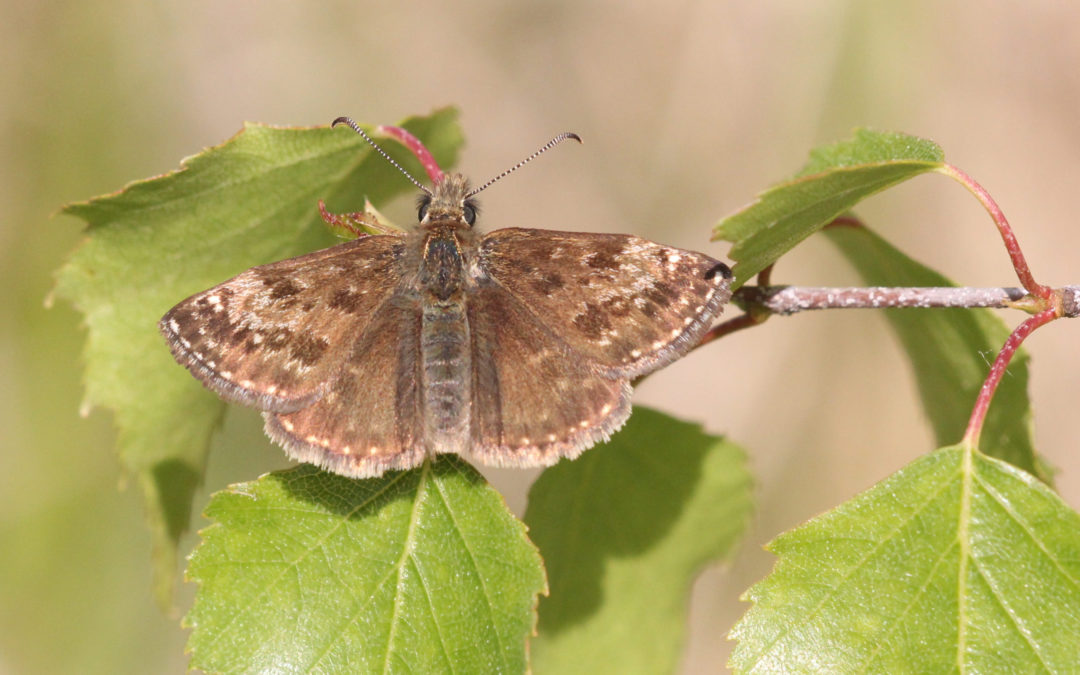 Dingy Skipper 47