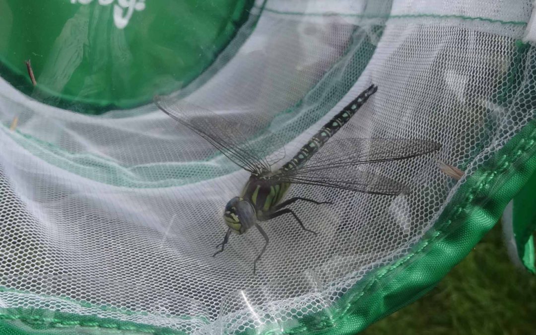 Dragonfly 3