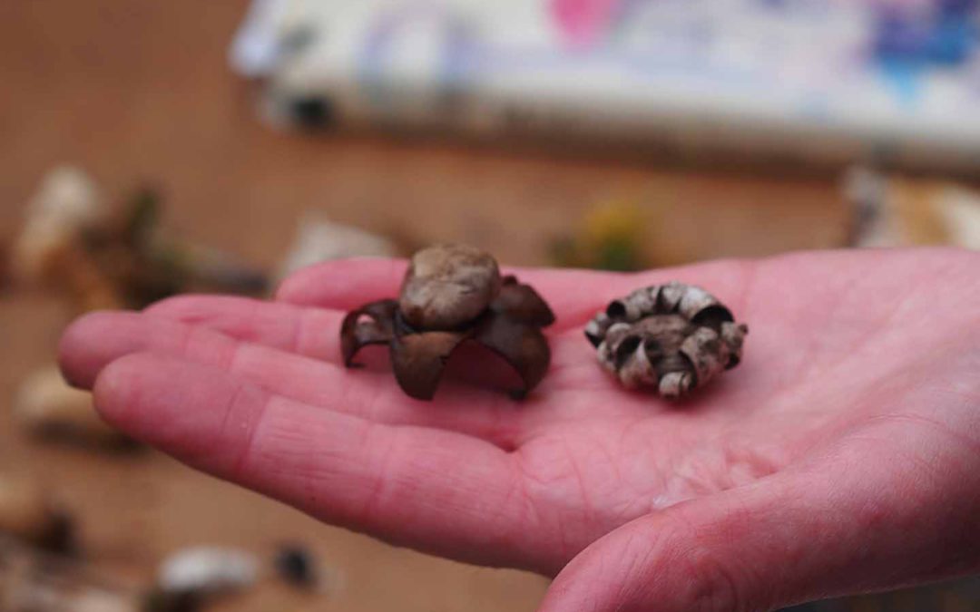 Earth Star
