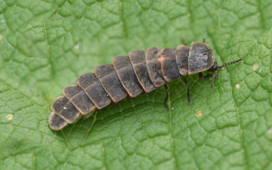 Glow-worm 40
