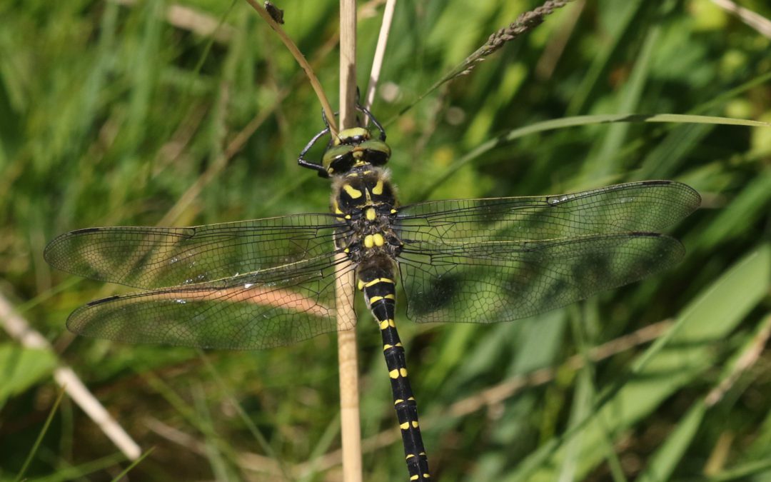 Golden Ringed Dragonfly Glasdrum Wood (17)