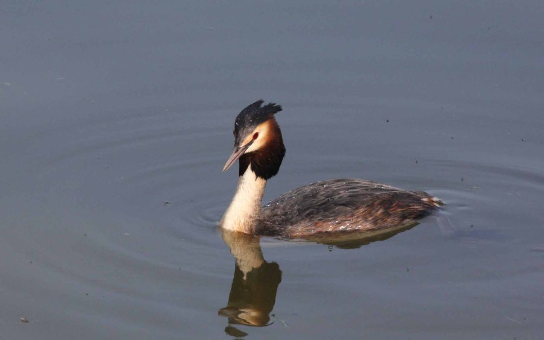 Great Crested Grebe 103