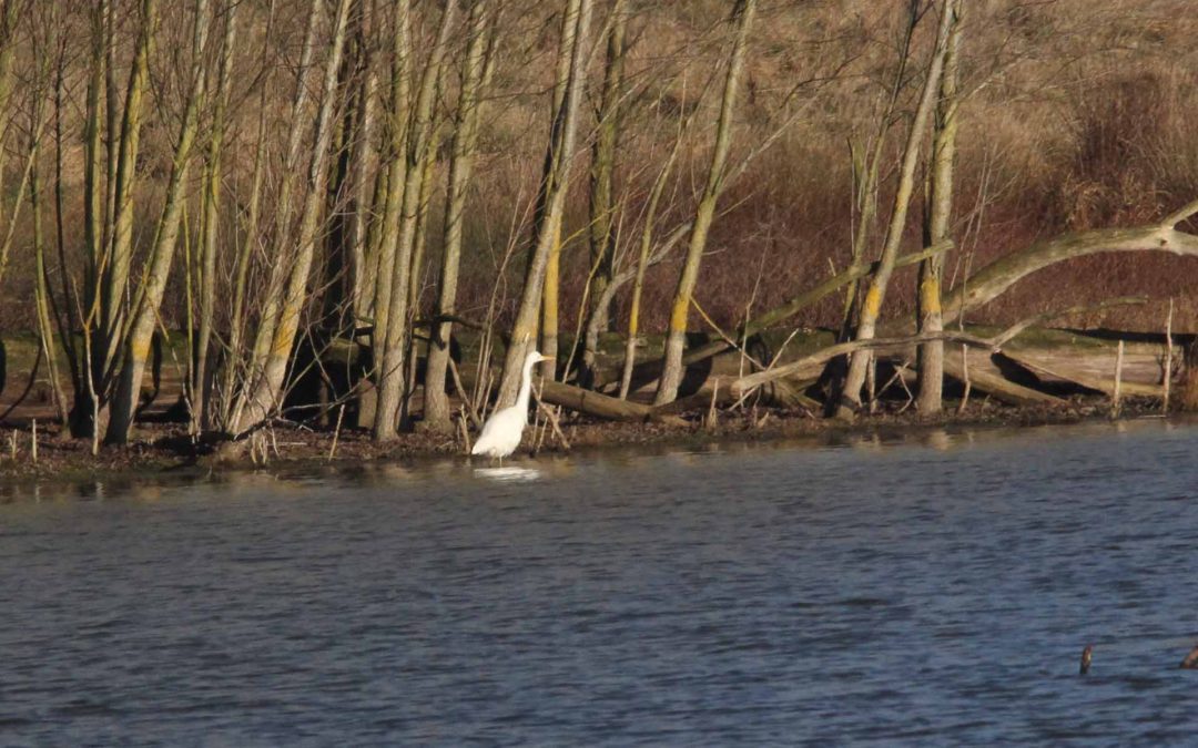 Great White Egret