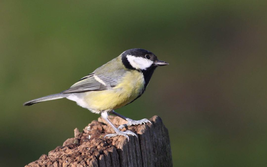 Great-tit_Rutland-WaterKR