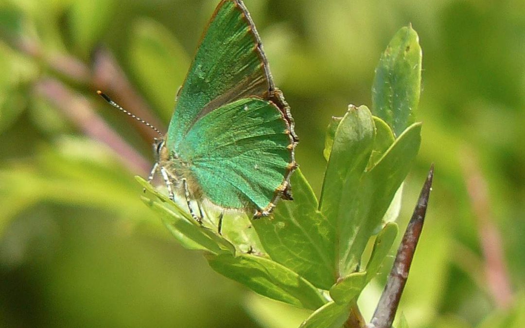 Green-HairstreakDP
