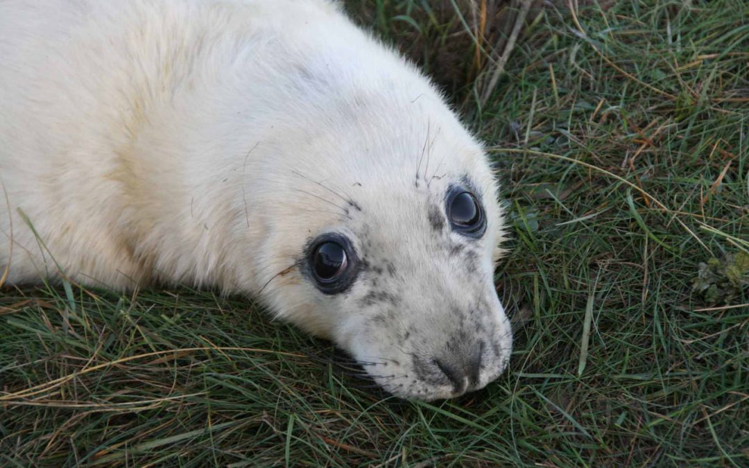 Grey Seal 30