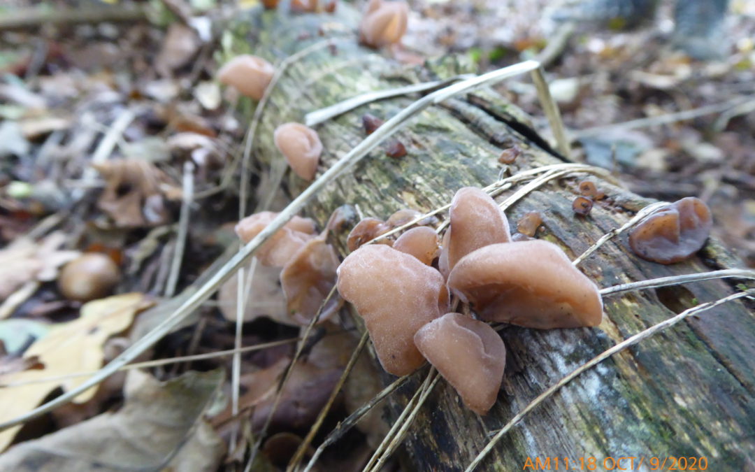 Jelly ear. Oct walk C baxter
