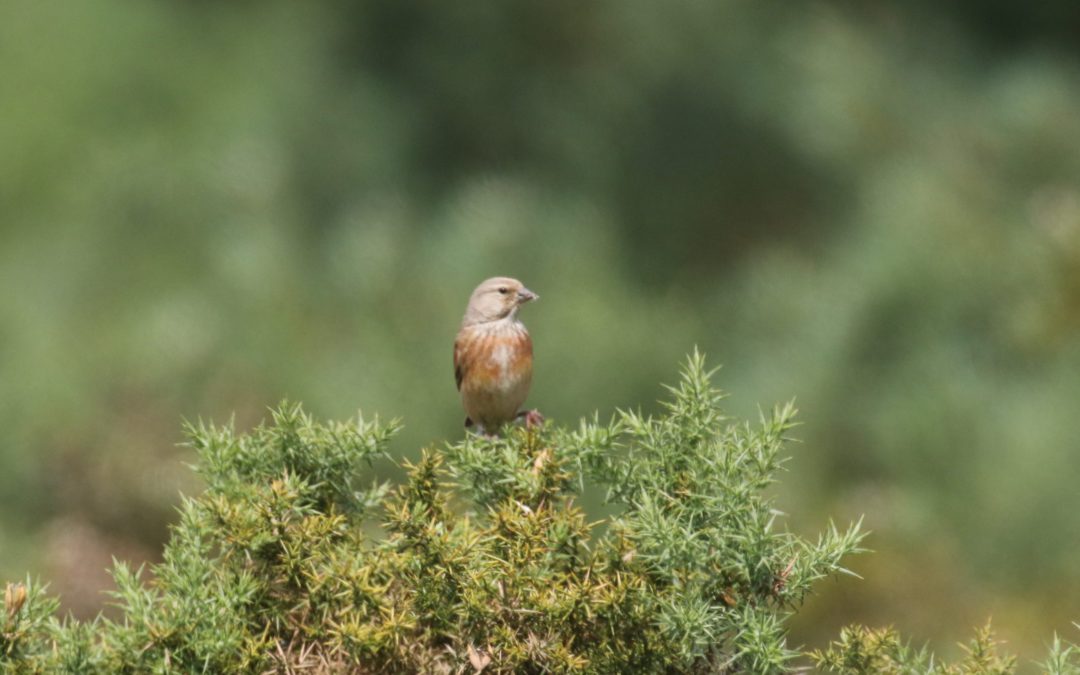 Linnet 31