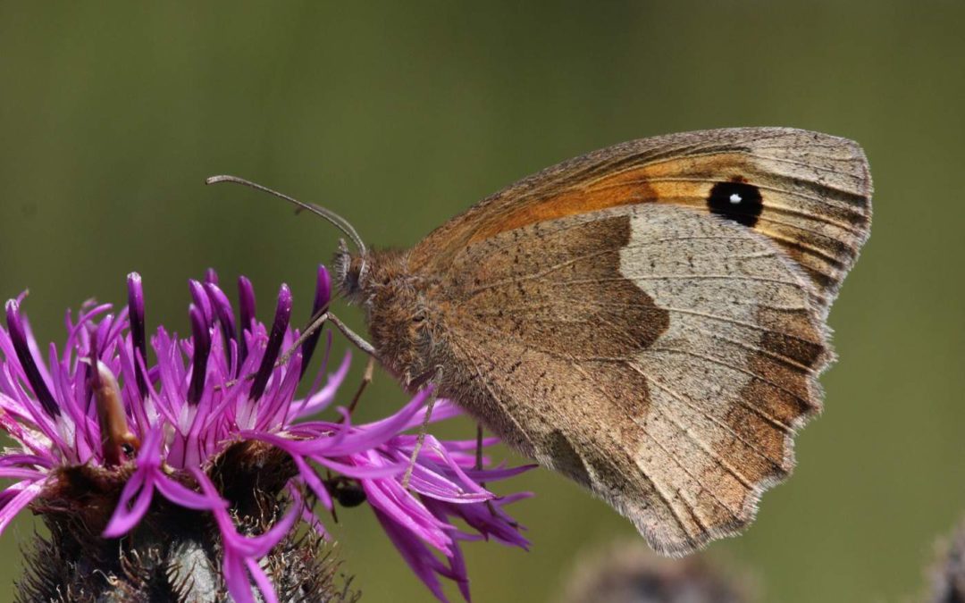 Meadow-brownKR