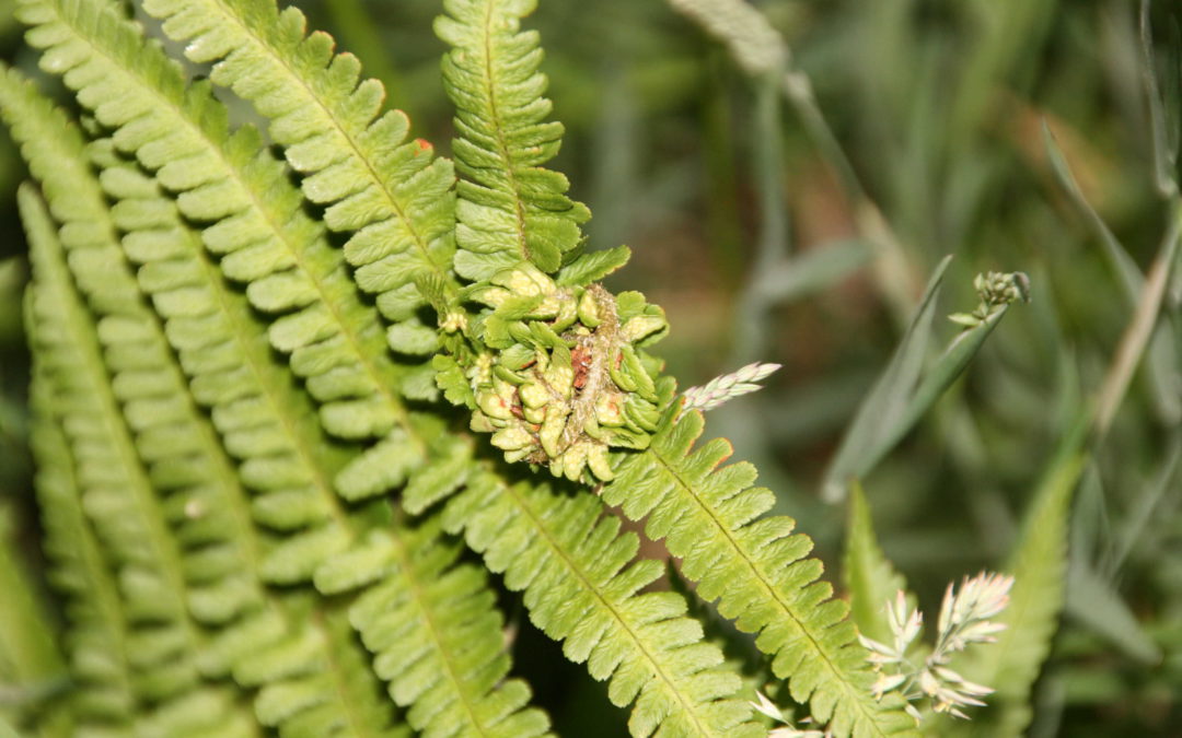 Mophead Gall 1