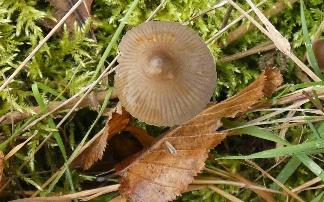 Mycena sp
