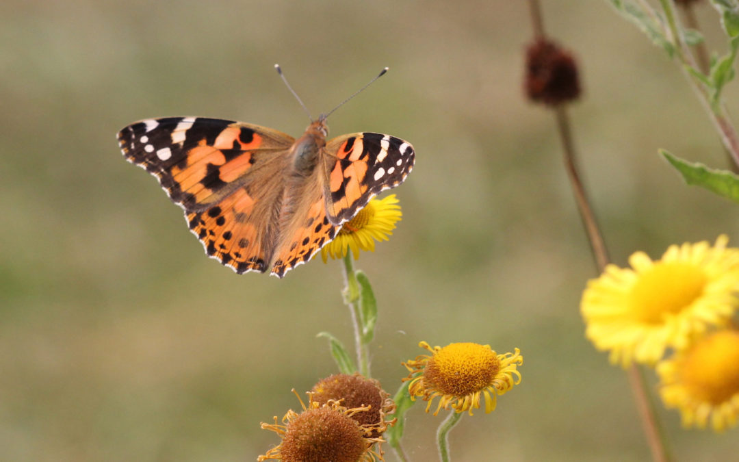 Painted Lady 42