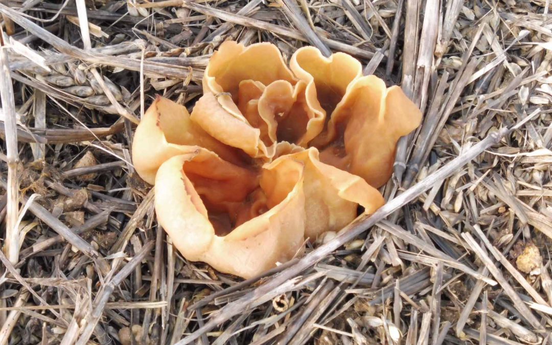 Peziza vesiculosa at Great Casterton