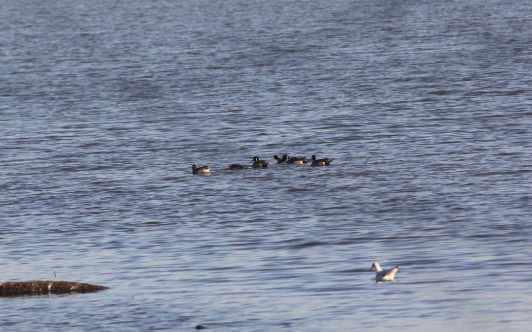 Pintail
