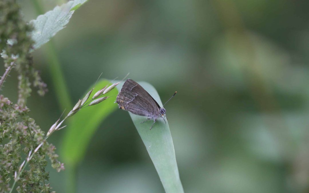 Purple Hairstreak 40