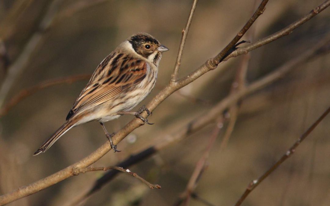 Reed-bunting_Rutland-waterKR