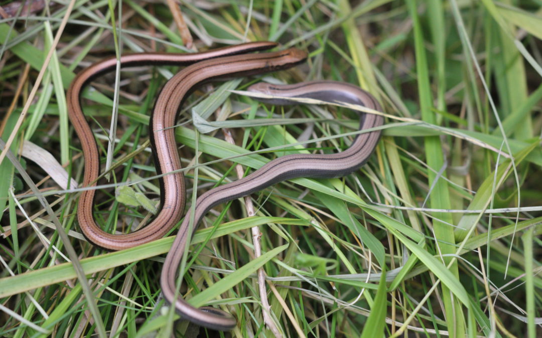 Slow Worm 9