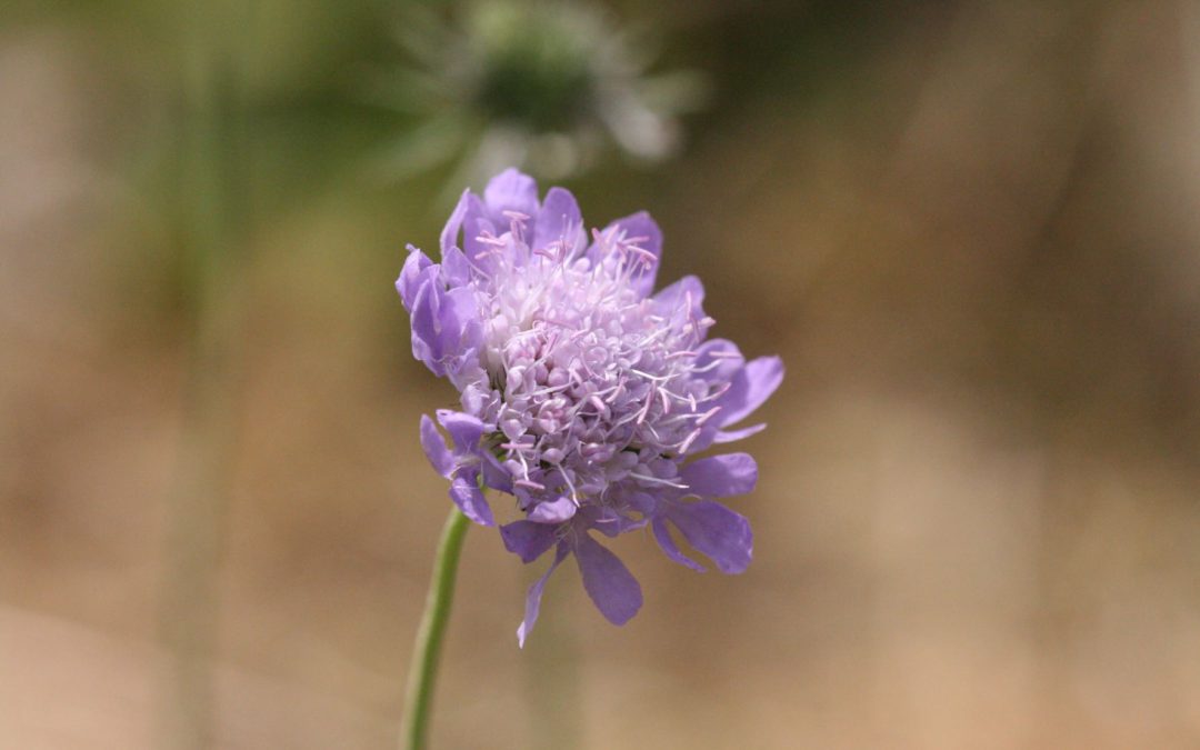 Small Scabious 1