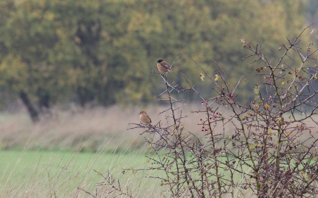 Stonechat N Luff