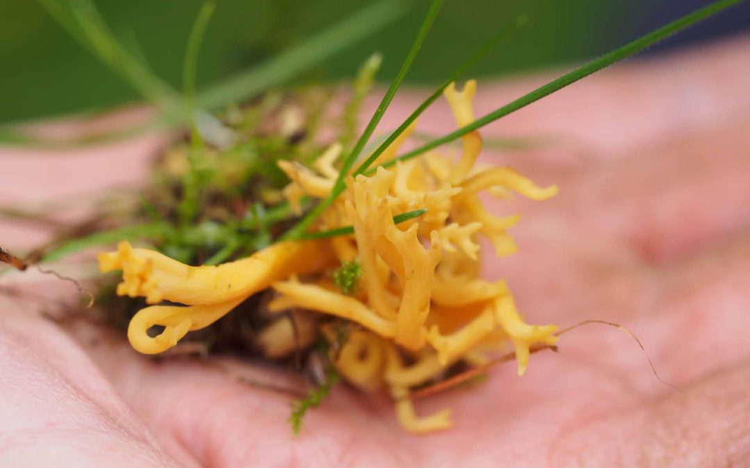 Yellow Stagshorn