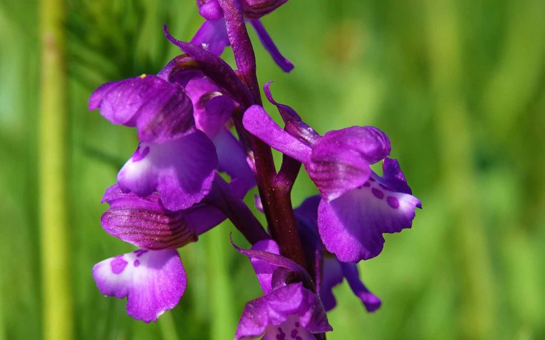 Outdoor Meeting: Merry’s Meadow SSSI