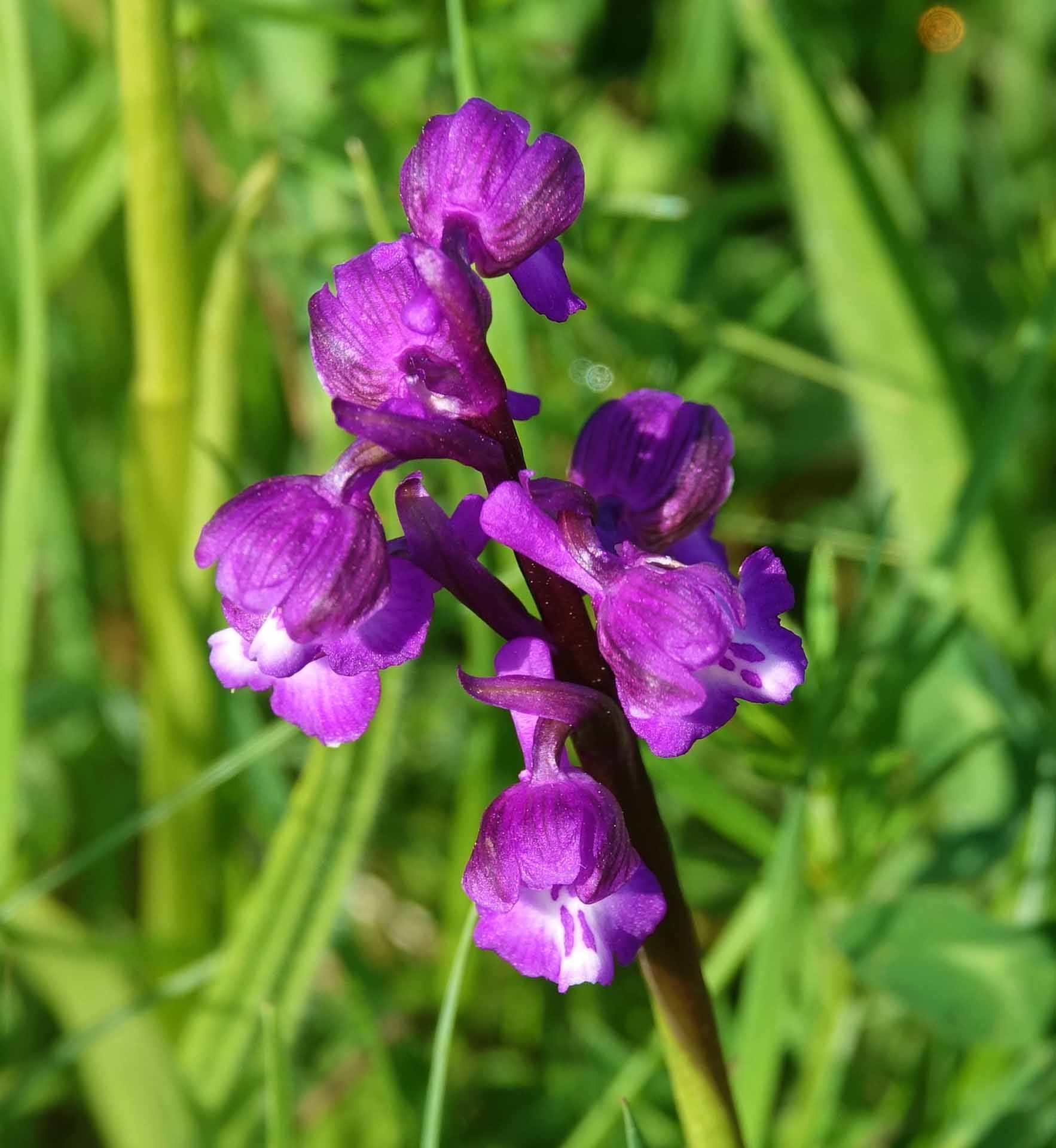 greenwinged orchid cribbs may 2018
