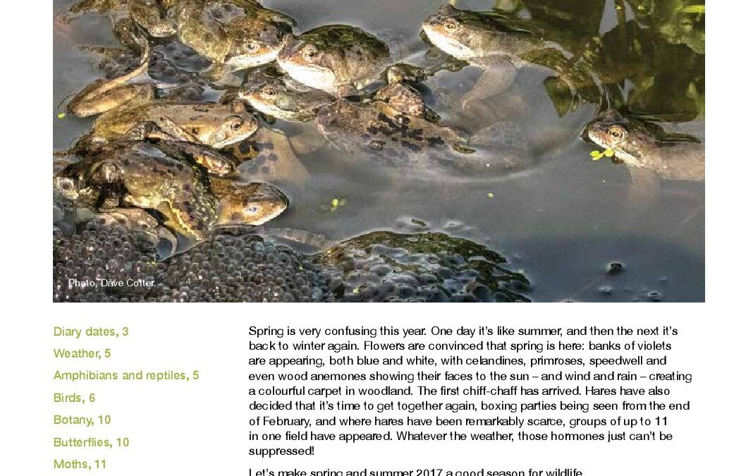 Fieldfare March 2017