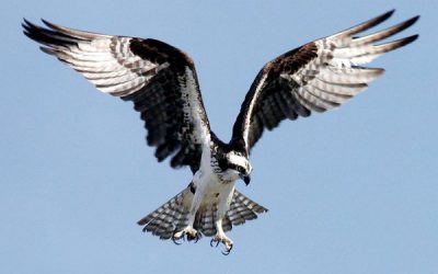 Indoor Meeting: Ospreys the latest news
