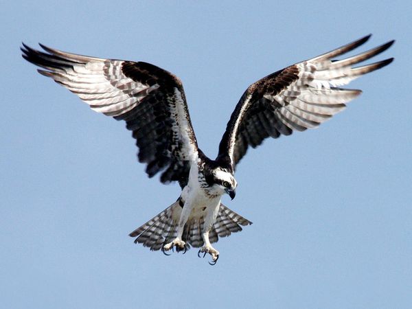 Indoor Meeting: The Biking Birder