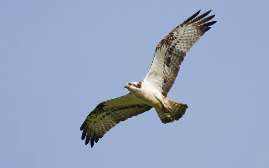 osprey