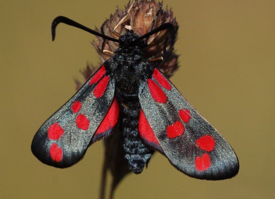 six-spot-burnett-mothKR-