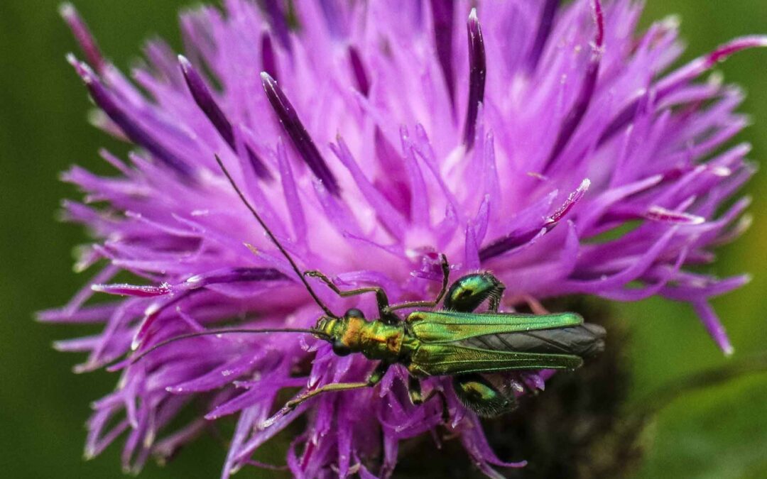 swollen thigh beetle DC